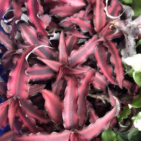 Cryptanthus Red Star, dứa phụng đỏ, dứa màu, bán cạn, trang trí tiểu cảnh, dứa Philippine, Cryptanthus Brivitthus