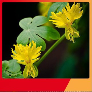 Hạt Giống Hoa Cánh Phượng