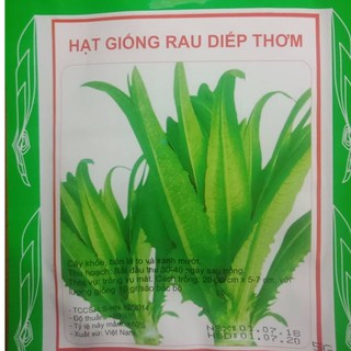 Hạt Giống Rau Diếp Thơm Đặc Biệt ( 5Gram )