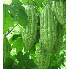 Hạt Giống Mướp Đắng(Khổ Qua) Siêu Trái F1(Gói 15 hạt)Dễ Trồng &amp;Siêu trái-Tổng kho hạt giống giá rẻ