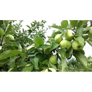 1kg túi bọc ổi