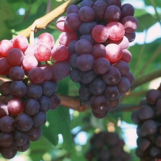 Hạt giống nho leo giàn pháp 10 hạt (TẶNG gói kích thích hỗ trợ hạt nảy mầm)