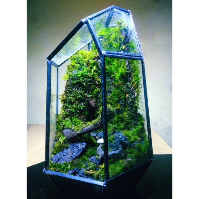 Bể Terrarium full phụ kiện