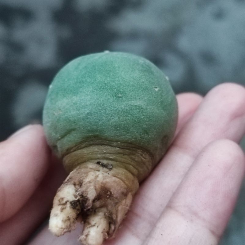 Xương rồng Nàng Gạo - Lophophora Williamsii và Difusa- Hàng hạt rễ củ - Hoa hồng phớt