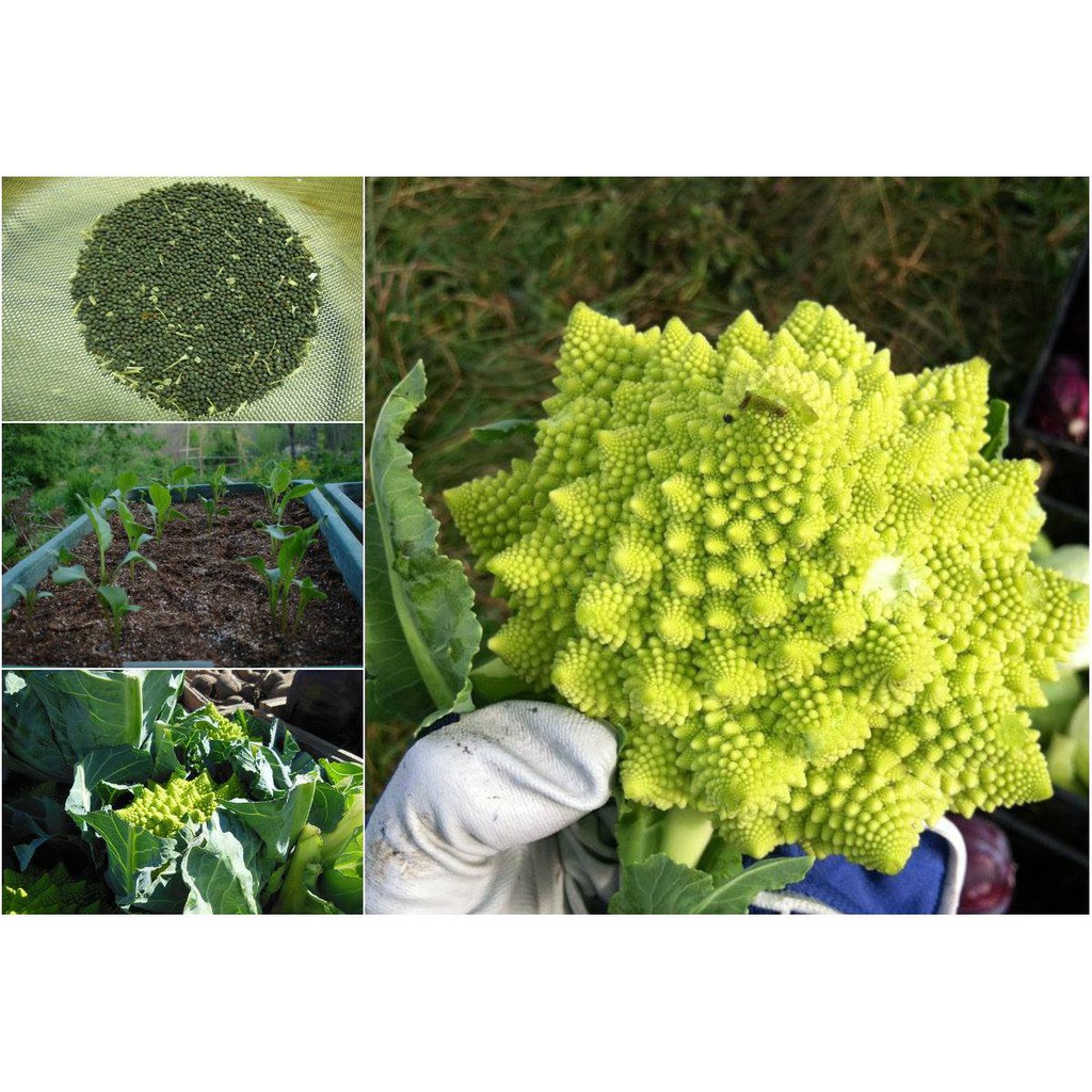 HẠT GIỐNG RAU SÚP LƠ SAN HÔ F1