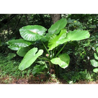 CÂY RÁY ,CÂY DÃ VU (CÓ BẦU ĐẤT)