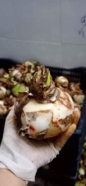 Lan huệ hồng đào, đỏ nhung