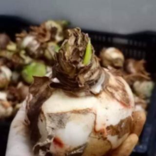 Lan huệ hồng đào, đỏ nhung
