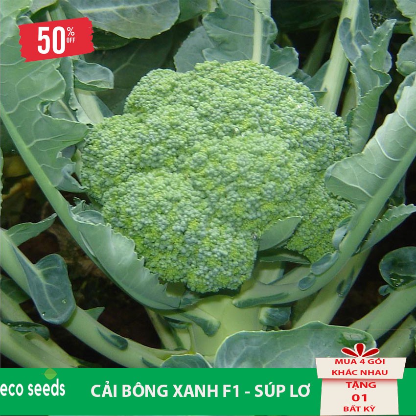 [Sale 50%] Hạt giống Bông Cải Xanh R2 Eco seeds - Súp Lơ KLT 500mg, Tỷ lệ nảy mầm cao, cây sinh trưởng và phát triển tốt