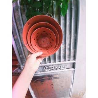 chậu nhựa treo trồng lan
