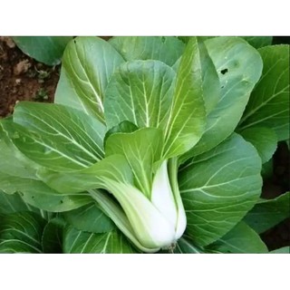 20g Hạt giống Cải Bẹ Trắng