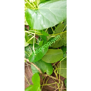 Dây thần thông 1 kg