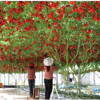 HẠT GIỐNG CÀ CHUA LEO GIÀN CÀ CHUA BẠCH TUỘC VÔ HẠN - GÓI HÃNG UY TÍN