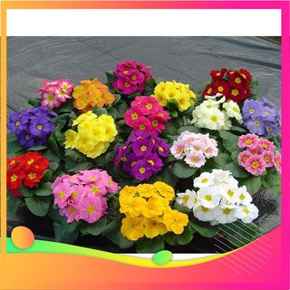 Hạt giống hoa báo xuân mix - 50 hạt vietgar