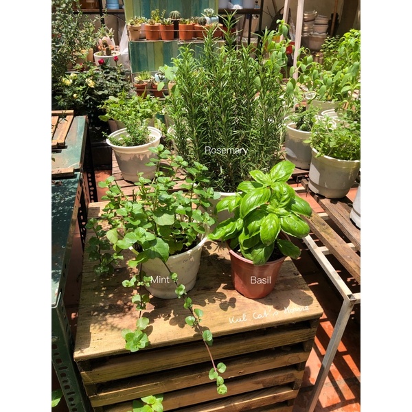 Nội thành HN - Combo 3 loại cây gia vị thơm bếp Âu - Hương thảo rosemary, Húng Tây basil và Bạc hà Euro mint