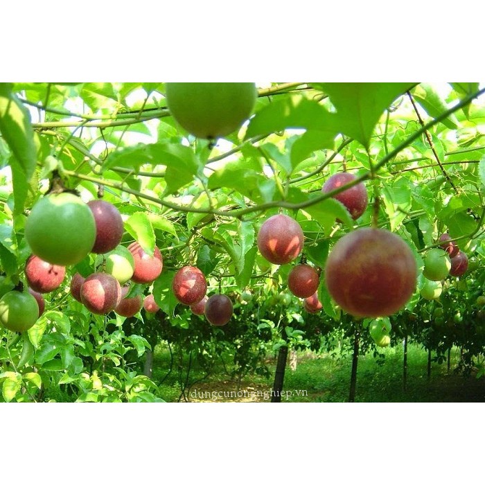 ( HOT ) Hạt giống cây chanh leo, chanh dây 20 hạt/ gói