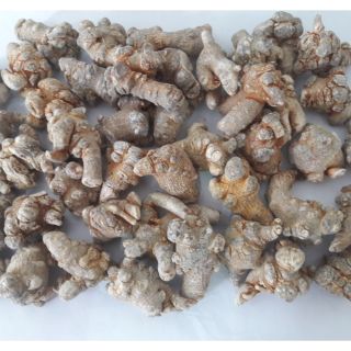 Tam thất bắc Hà Giang