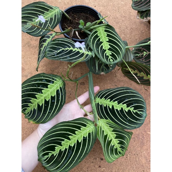 Chậu cứng 2 loại đuôi công maranta tuyệt đẹp