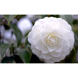 Bầu cây giống hoa bạch trà, hàng cực hiếm, gửi đi nguyên bầu - BCGBT