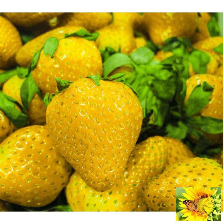 GÓI 50 hạt giống dâu tây vàng chịu nhiệt