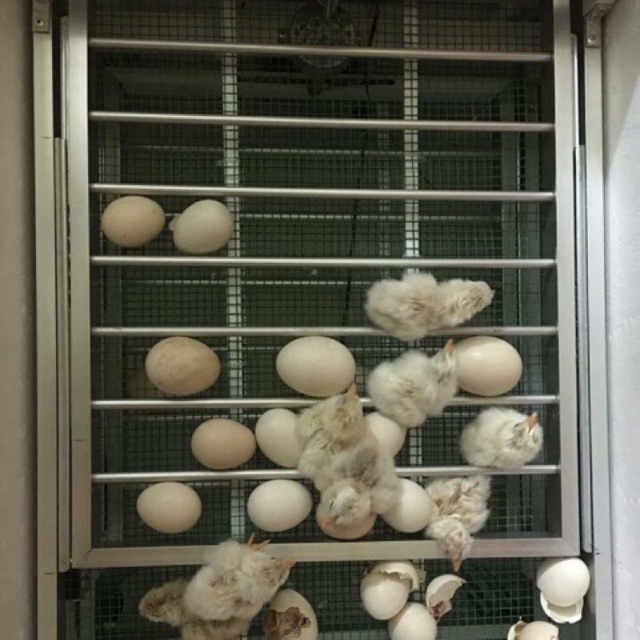 Máy Ấp Trứng Tự Động Khay Nhôm đảo lăn 56 trứng - máy ấp trứng mini ánh dương p100