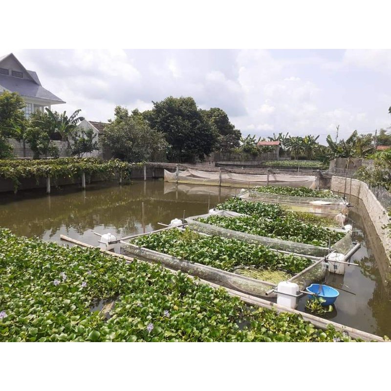 TRÁNG NUÔI ỐC , CÁ TRÊ ĐỒNG - LOẠI 10M2 VUÔNG CAO 1,3 MÉT
