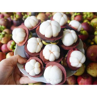 cây giống măng cụt (thái)