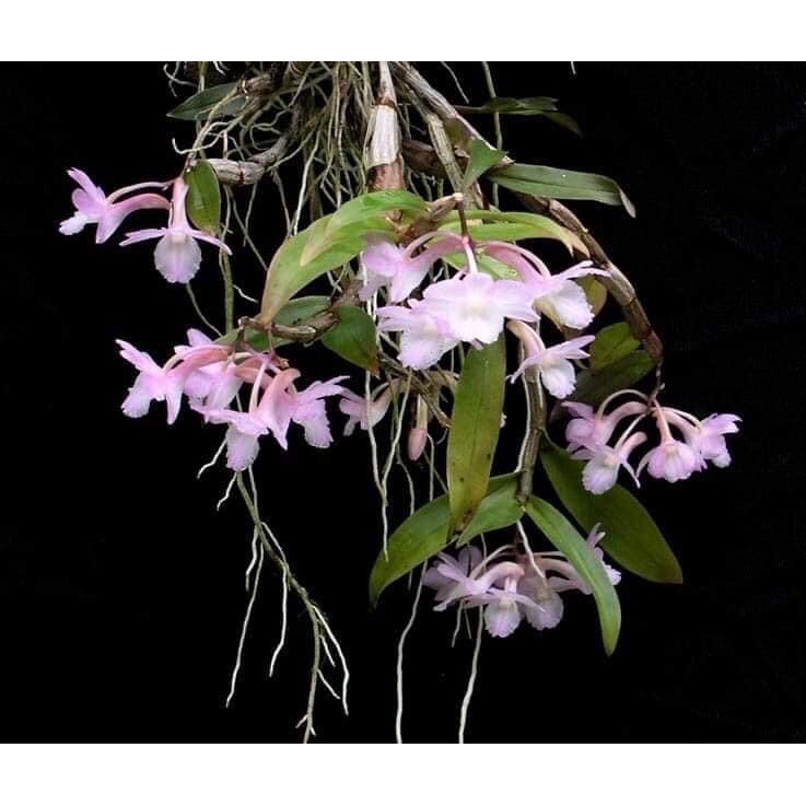 Hoa Lan thạch hộc tía