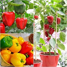 50H - #Hạt_Giống_Ớt_Chuông_Mix ( tặng kèm kích mầm và phân bón )