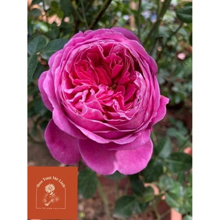 Hoa hồng ngoại For Your Home rose – Sắc hồng cánh sen đẹp hoàn mĩ, vạn người mê-HoaTuoiMeLinh