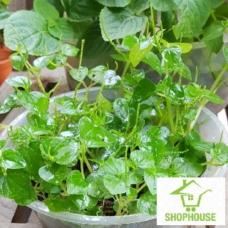 shophouse 0.3 gram hạt giống rau càng cua  SHOP HOUSE  TẾT KHUYẾN MẠI