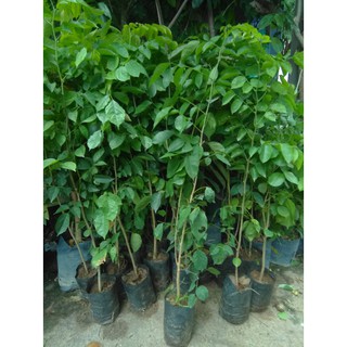 Cây giáng hương(freeship)