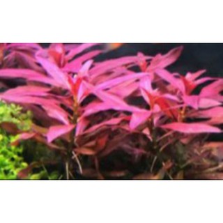 10 nhánh thủy sinh đại hồng huyết