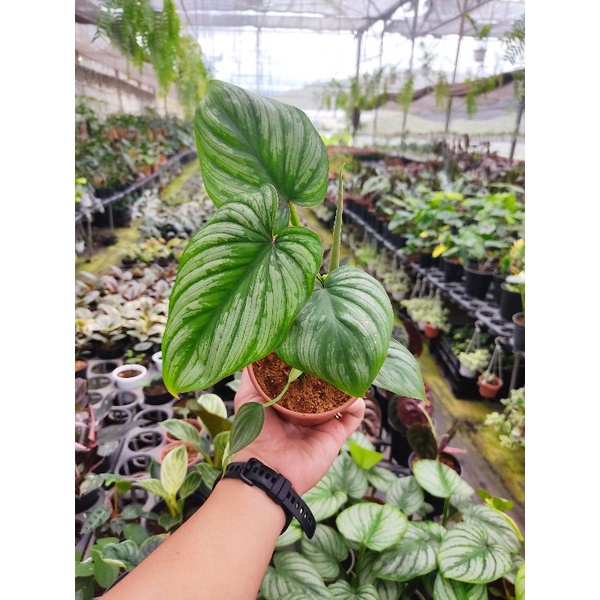 Chậu cứng Philodendron mamei