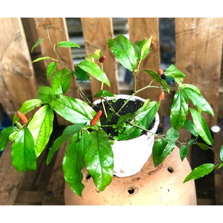 Chậu cây Tiêu Lốp