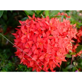 🍀cây giống hoa mẫu đơn đỏ văn chấn,đỏ nhung ta , vàng ta