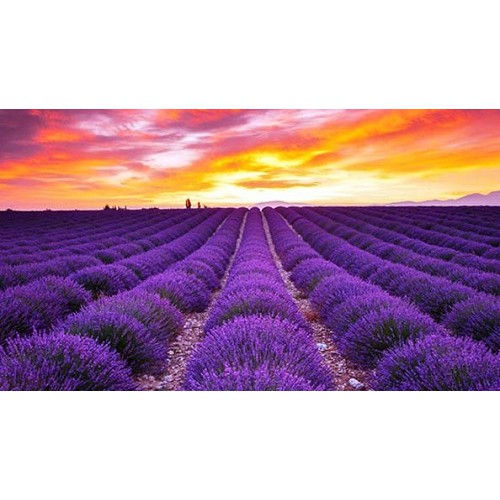100 hạt giống hoa oải hương Lavender màu tím siêu thơm