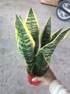 LƯỠI HỔ THÁI CHẬU 3 CÂY