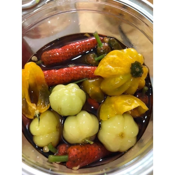 CÂY TIÊU LỐT (