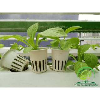 Bộ 100 Rọ Thủy Canh Phi 55 (5.5cm)