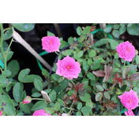 COMBO 3 cây hoa hồng tỷ muội-5 màu