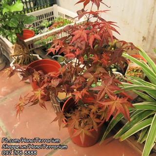 Cây để bàn Phong lá đỏ