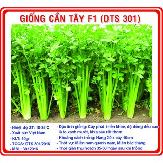 Hạt giống Cần tây 5gr - Rau củ quả trồng tại vườn, sân thượng, nông trang, ban công