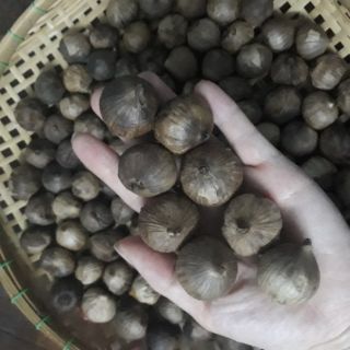Tỏi đen cô đơn CÔNG NGHỆ NHẬT BẢN