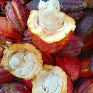 Bột ca cao nguyên chất