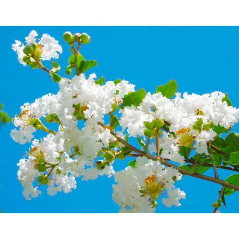 Cây Tường Vi đủ màu