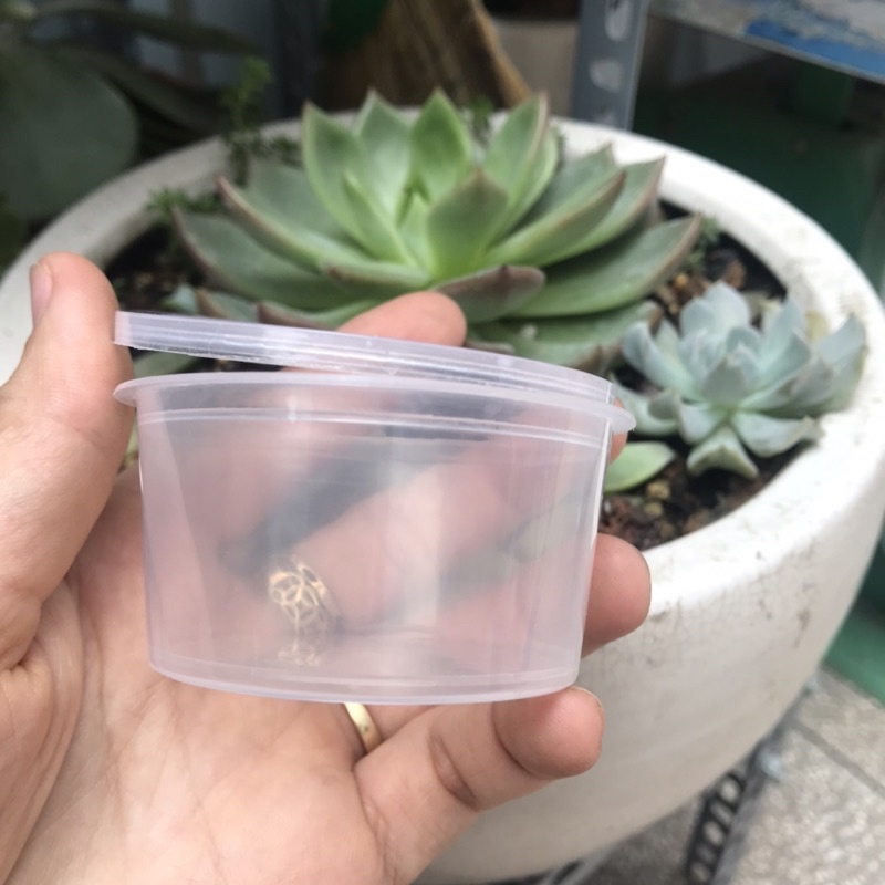 Hũ bánh flan/hộp bánh flan 50hũ kèm nắp