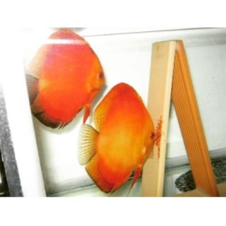 Giá thể đẻ cho cá đĩa, thần tiên, phượng hoàng