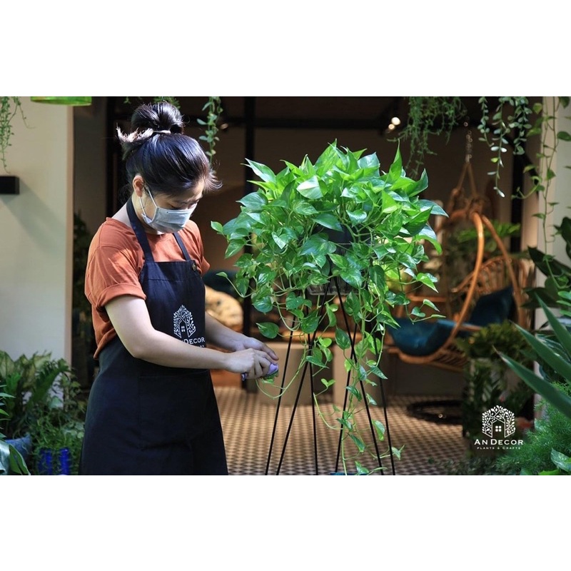 Cây vạn liên thanh đốm vàng  (ảnh thật)