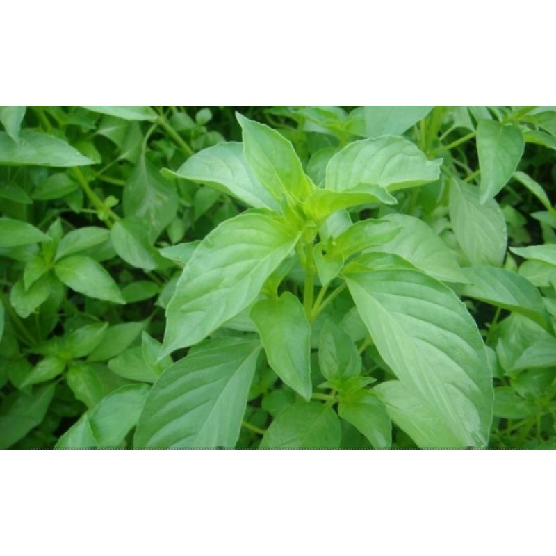 Hạt giống Rau é trắng (Húng trắng thơm) dễ trồng dễ nảy mầm TOTT's fertilizer